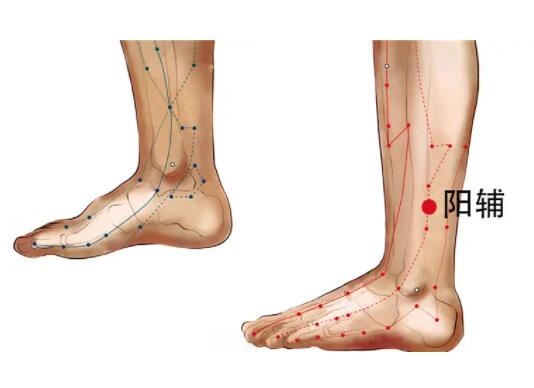 阳辅穴