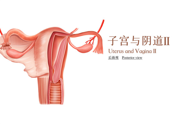 每个月都会排卵吗 排卵期症状