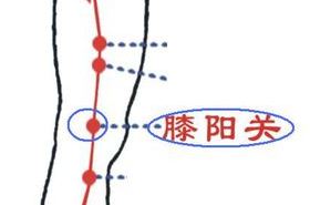 膝阳关穴