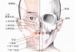 口禾髎穴