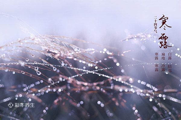 寒露是什么意思 寒露如何养生