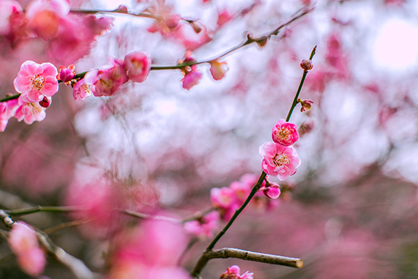 立春吃什么好 立春适合吃的食物