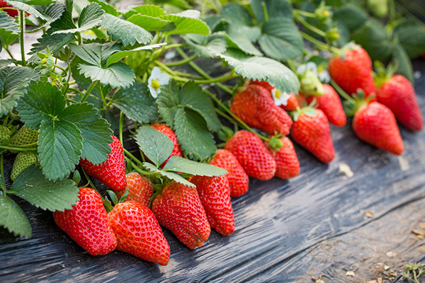 春节吃什么解油腻