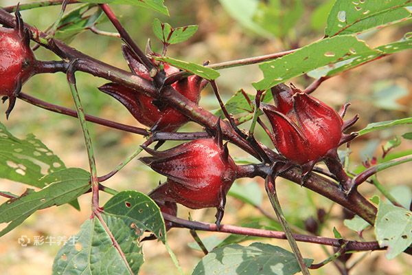 孕妇可以喝什么茶 哪些茶适合孕妇喝