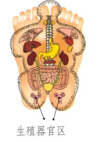 性保健刮痧部位图解
