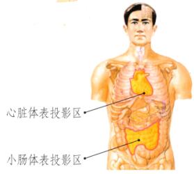 心和小肠保健刮痧部位图解