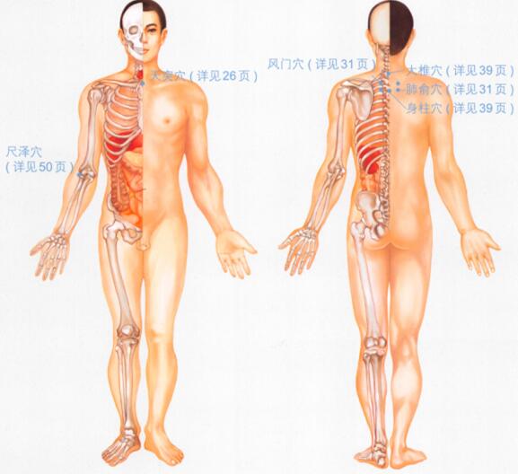 慢性支气管炎按摩部位图解