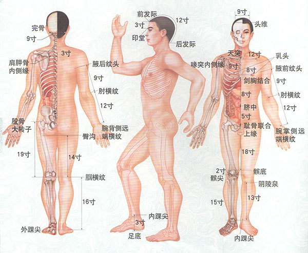 图解常用取穴定位4法