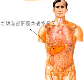 肝和胆保健刮痧部位图解
