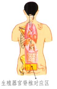 性保健刮痧部位图解