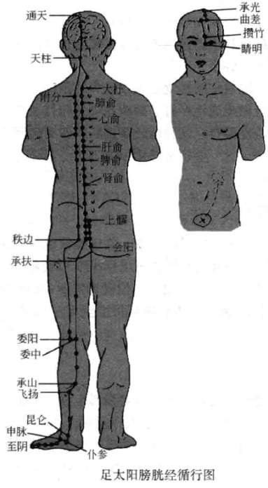 梅花针循经叩刺法