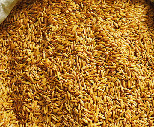 可见经络现象的研究