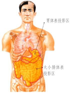 瘦腹刮痧部位图解