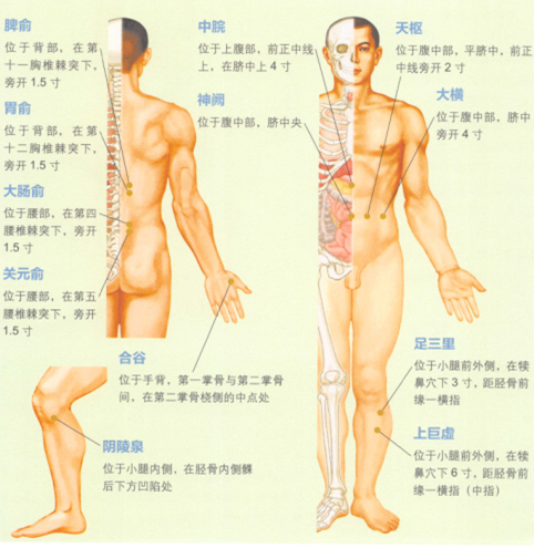 腹泻艾灸哪个部位图解