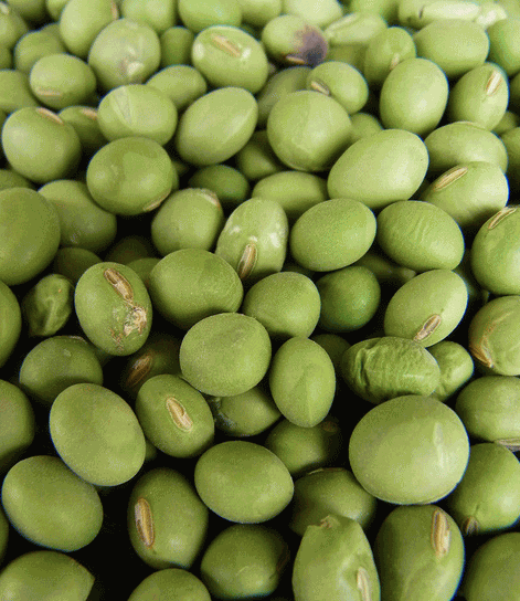 可见经络现象的研究