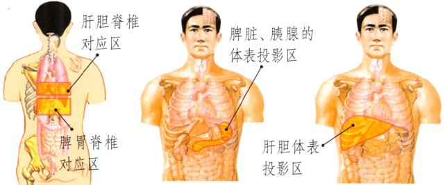 眼袋刮痧部位图解