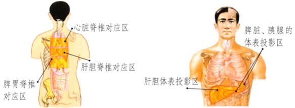 黄褐斑刮痧部位图解