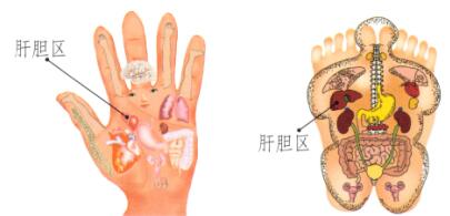 肝和胆保健刮痧部位图解