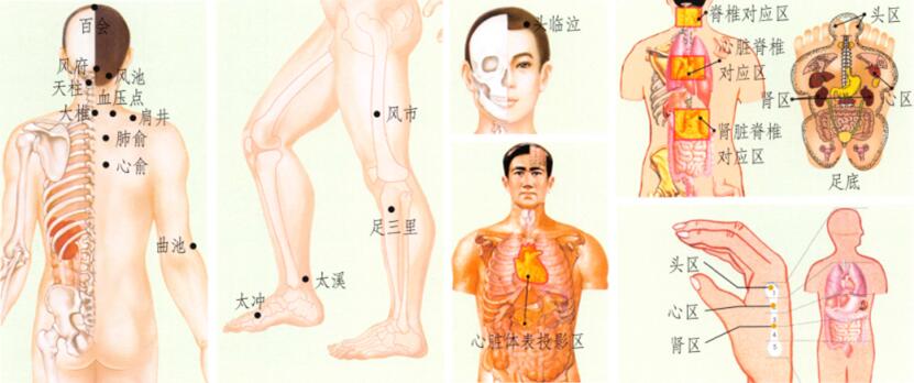 高血压刮痧部位图解