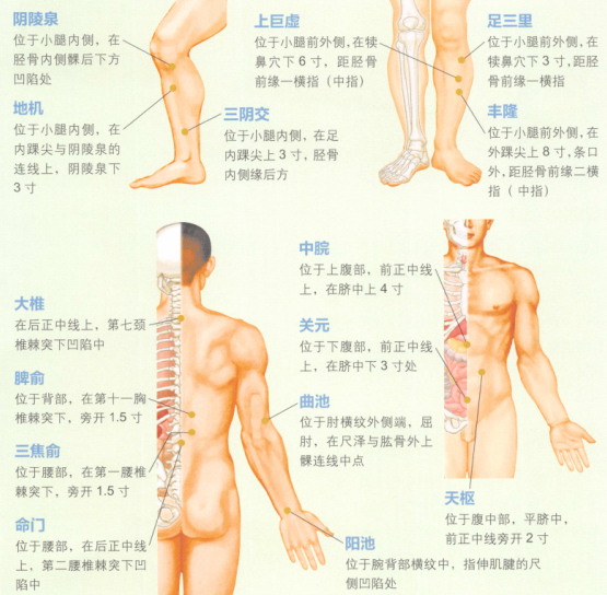 肥胖艾灸哪个部位图解