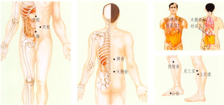 腹泻刮痧部位图解