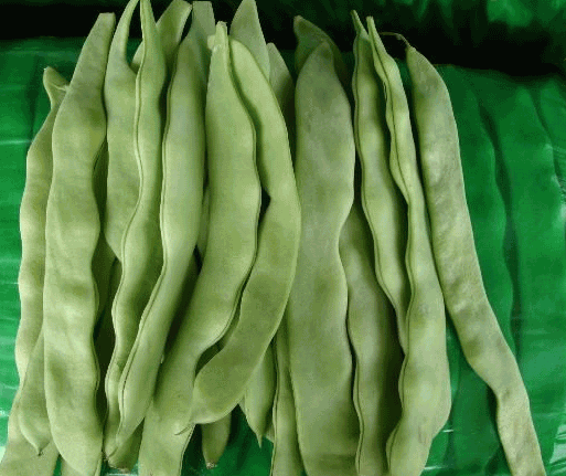 可见经络现象的研究