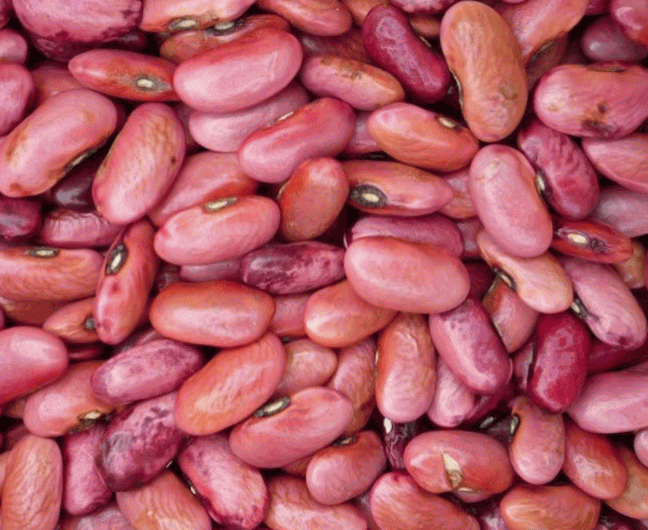 可见经络现象的研究