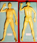 赵尔康人体经穴模型