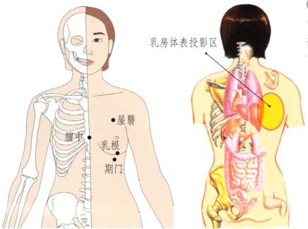 乳房保健刮痧部位图解
