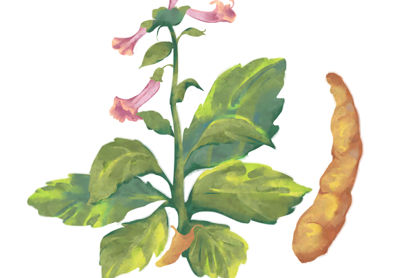 熟地黄泡水喝功效禁忌 熟地黄泡水喝的好处注意事项