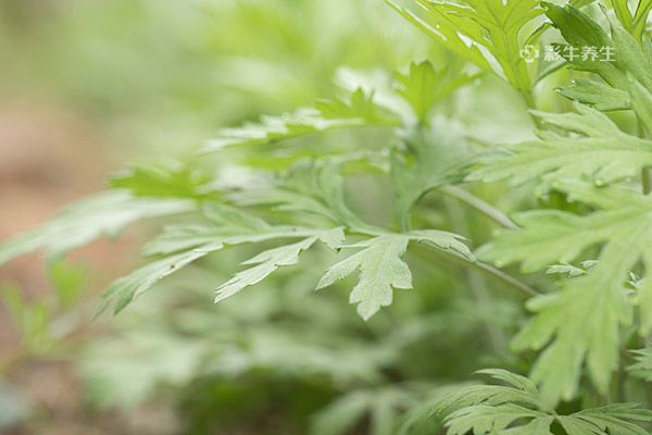 艾草泡水喝有什么功效和作用 艾草泡水喝的好处