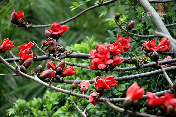 木棉花泡水喝的功效 木棉花泡水喝的好处