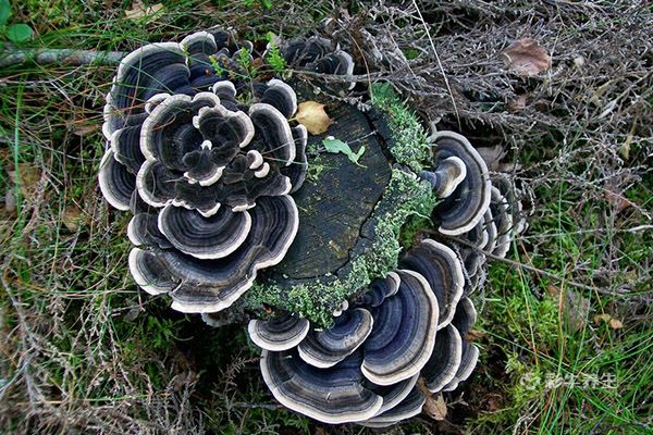 云芝的功效与作用