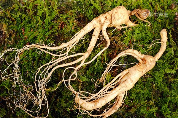 人参酒怎么泡制方法 人参酒的功效与作用