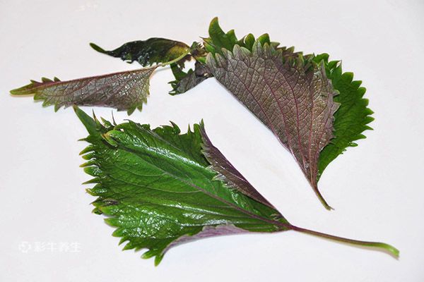 紫苏的功效与作用吃法 紫苏的药用价值与食用方法