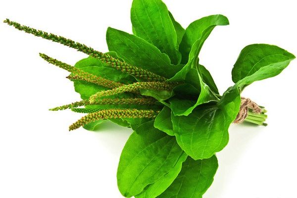 车前草怎么泡水喝 车前草泡水喝的功效