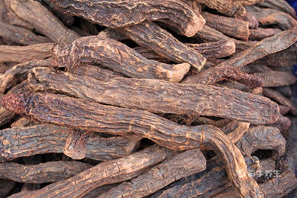 锁阳怎么泡水 锁阳泡水喝的功效与作用