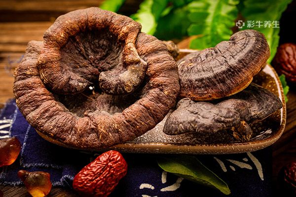 灵芝的作用及食用方法 灵芝的药用价值与吃法