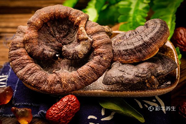 灵芝的功效与作用及食用方法 灵芝的好处与吃法