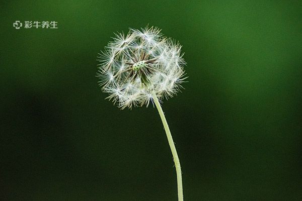 蒲公英的功效与作用及禁忌 蒲公英的药用价值与禁忌