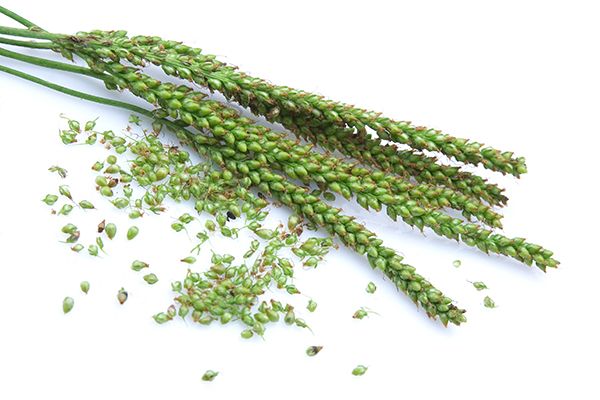 车前子泡水喝的功效 车前子泡水喝有什么好处