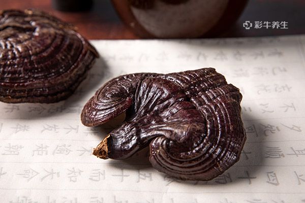 灵芝泡水可以天天喝吗 灵芝泡水喝的禁忌是什么