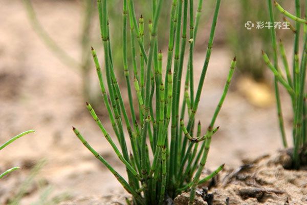节节草泡水喝的好处 节节草的禁忌