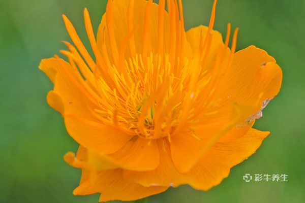 金莲花泡水喝的功效与作用 金莲花泡水喝的禁忌