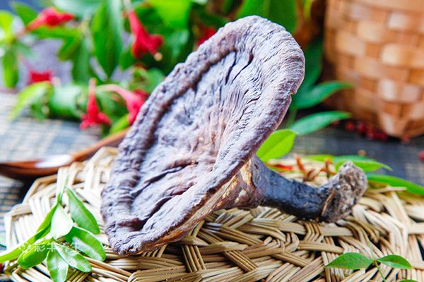 灵芝泡水喝的功效与作用 灵芝泡水喝有哪些好处