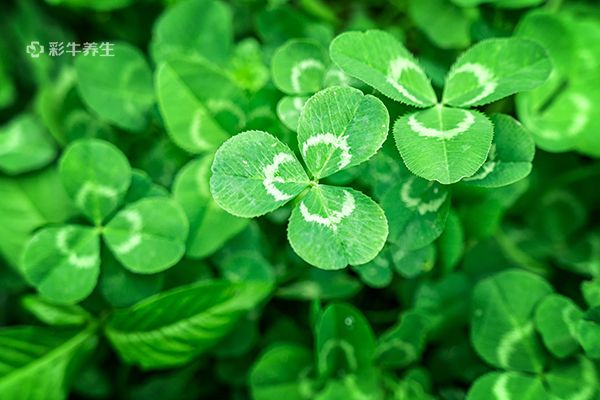 苜蓿草的功效与作用 苜蓿草的好处