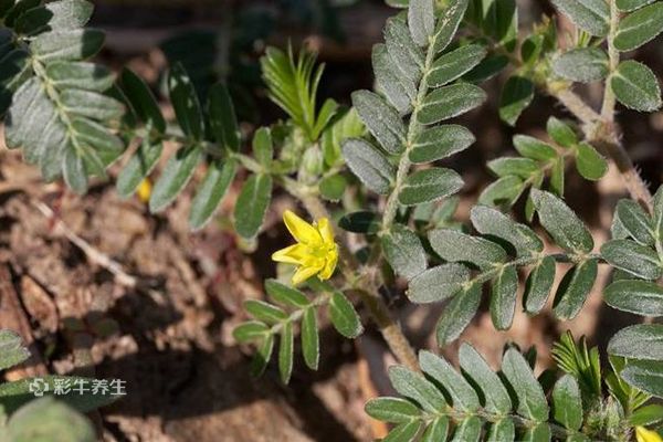 蒺藜泡水喝的功效 蒺藜的禁忌