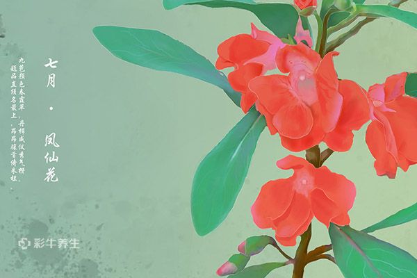 指甲花泡酒的功效与作用