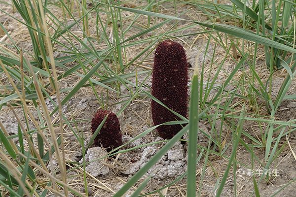 锁阳怎么泡水 锁阳泡水喝的功效与作用