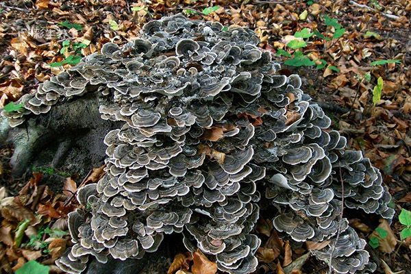 云芝的功效与作用